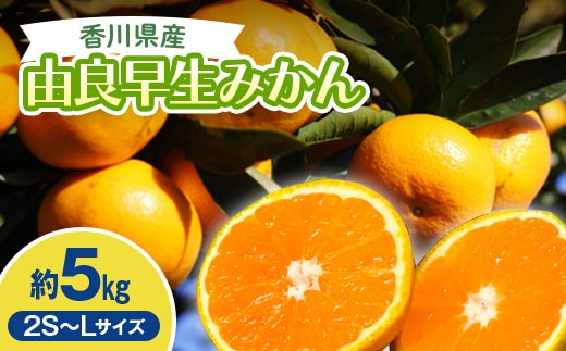 2026秋よりお届け 高糖度温州みかん（由良早生）約5kg 果物類 柑橘類 フルーツ FAH-0178
