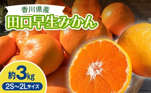 2026年秋よりお届け 農園直送 田口早生みかん 約3kg 果物類 柑橘類 フルーツ FAH-0183