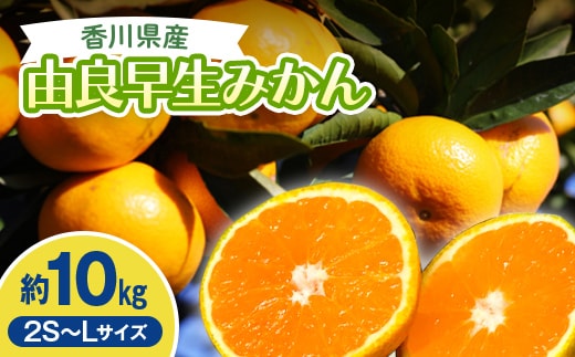 2026年秋よりお届け 高糖度温州みかん（由良早生）約10kg 果物類 柑橘類 フルーツ FAH-0186