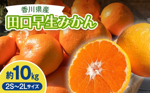 2026年秋よりお届け 田口早生みかん 約10kg 果物類 柑橘類 フルーツ FAH-0187