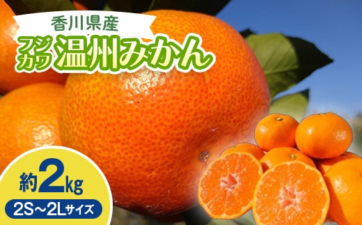 2026年秋よりお届け フジカワ温州みかん 約2kg 果物類 柑橘類 フルーツ FAH-0188