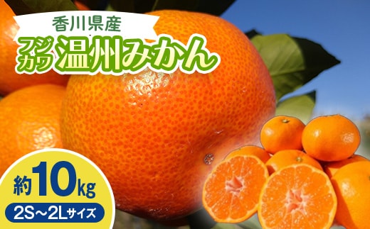 2026年秋よりお届け フジカワ温州みかん 約10kg 果物類 柑橘類 フルーツ FAH-0189