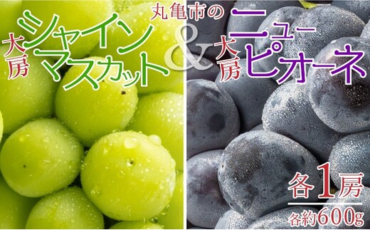 丸亀市の大房シャインマスカット＆大房ニューピオーネ 各1房（各約600g） 果物 ぶどう フルーツ 果汁 甘い 濃厚 風味 種なし ジューシー 人気 セット 詰合せ 