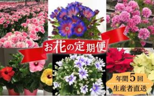 モリヒロ園芸が育てたお花の定期便（年間5回） 