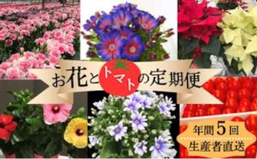 モリヒロ園芸が育てたお花とトマトの定期便（年間5回） 