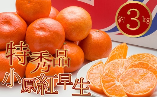 特秀品！真っ赤なお蜜柑「小原紅早生」約3kg みかん
