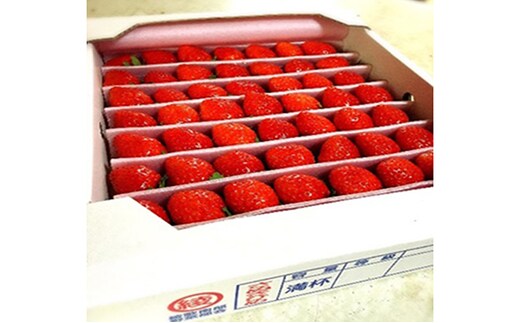 【1月～順次発送】さぬきひめ苺 つる付き約1kg 果物類 いちご イチゴ 