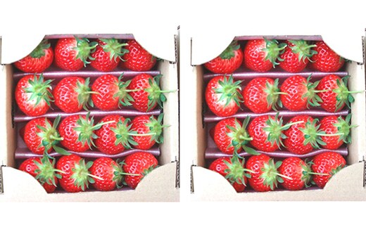 【3ヶ月定期便】つる付きさぬきひめ苺（約400g×2箱）×3回 果物類 いちご イチゴ 