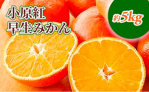 小原紅早生みかん 約5kg_みかん 果物類 柑橘類 フルーツ ミカン 蜜柑 くだもの 