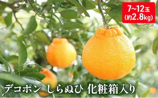 ハウスデコポン（しらぬひ）化粧箱（約2.8kg）_デコポン 果物類 みかん 柑橘類 ミカン 蜜柑 くだもの 