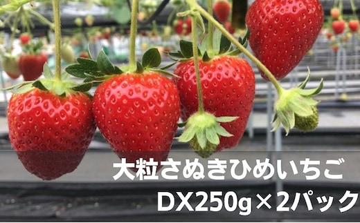大粒さぬきひめいちご DX250g×2パック フルーツ 果物類 苺 イチゴ 