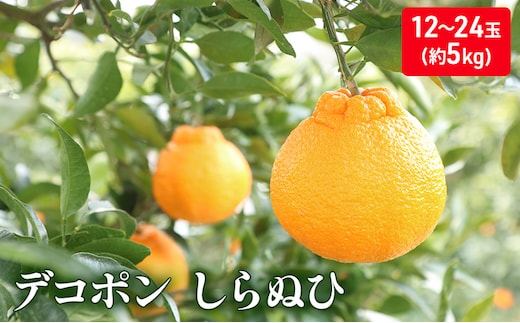 しらぬひ 約5kg デコポン 果物類 柑橘類 みかん フルーツ 