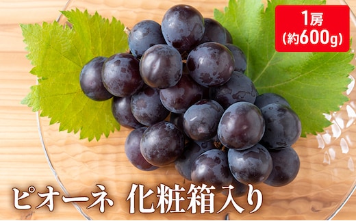 大粒で濃厚な甘み「ピオーネ」 大房1房（化粧箱入り）約600ｇ