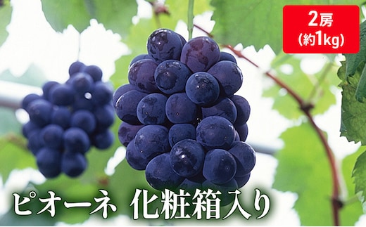 大粒で濃厚な甘み「ピオーネ」 2房（化粧箱入り）約１kg