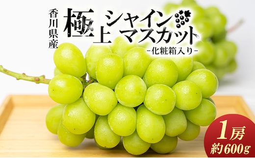 綾川町産 極上シャインマスカット 大房1房（化粧箱入り）