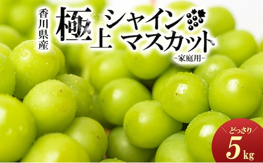極上シャインマスカット どっさり約5kg