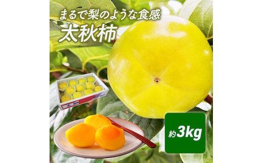 まるで梨のような食感 太秋柿（たいしゅうがき） 果物類 先行予約 