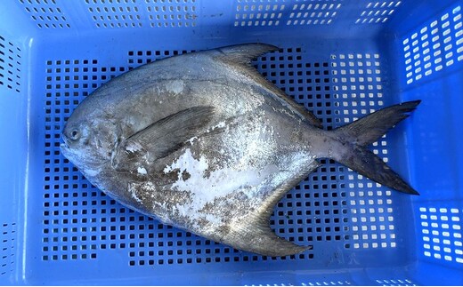 生鮮 香川県産 まながつお 1尾 1.8kg以上 マナガツオ 真魚鰹 真名鰹 魚 魚介 魚介類 冷蔵 香川 香川県