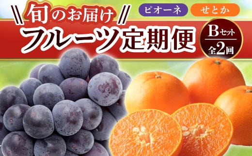 【フルーツ定期便 2回】 《せとかからスタート》 Bセット ピオーネ 約1.2kg せとか 約5kg ぶどう みかん 柑橘 旬 果物 国産 香川県 フルーツ定期便 F5J-780