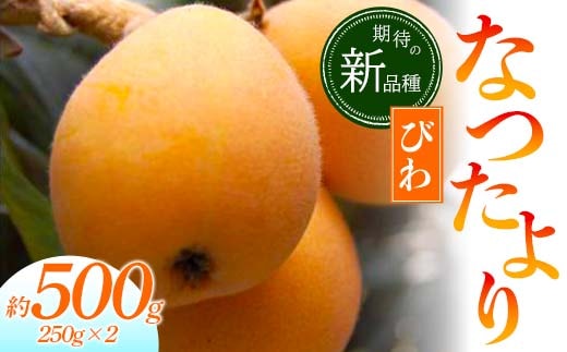 【先行予約2026年5月～6月頃お届け】【香川県共通返礼品】なつたよりびわ 約500g 250g×2 びわ なつたより 大玉 柔らかい 香川県共通返礼品 食品 名産 四国 香川 F5J-1031