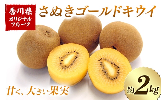 【先行予約2026年10月～2026年12月頃お届け】 さぬきゴールドキウイ (約2kg) フルーツ 果物 くだもの ゴールド キウイ キウイフルーツ さぬき ゴールドキウイ デザート 食品 名産 四国 F5J-1248