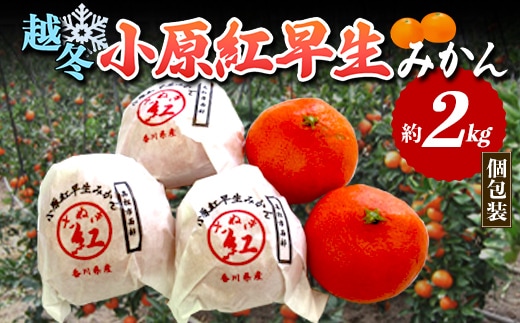 【先行予約2027年1月～2027年2月頃お届け】越冬小原紅早生みかん (個包装) 約2kg みかん 果物 くだもの フルーツ デザート 個包装 越冬 早生 オリジナル品種 食品 名産 四国 F5J-1249