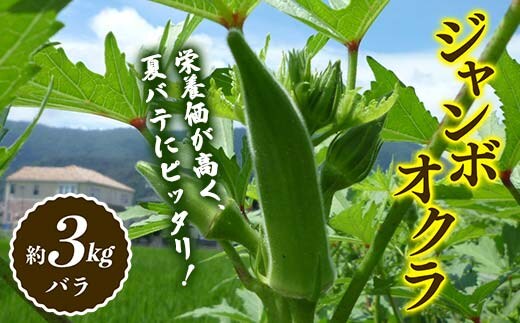 【先行予約2026年7月～2026年9月頃お届け】オクラ (約3kg) 夏野菜 オクラ 名産品 ご当地 野菜 グルメ 食品 おひたし 天ぷら 炒め物 四国 F5J-921
