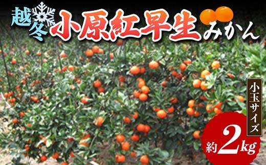 【先行予約2027年1月～2027年2月頃お届け】越冬小原紅早生みかん (小玉サイズ) 約2kg みかん 果物 くだもの フルーツ デザート 小玉 越冬 早生 オリジナル品種 食品 名産 四国 F5J-665