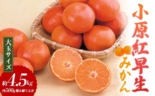 【先行予約2025年11月～2025年12月頃お届け】 小原紅早生みかん (大玉サイズ) 約4.5kg (内 傷み補てん分 500g) みかん 果物 くだもの フルーツ デザート 大玉 早生 オリジナル品種 食品 名産 四国 F5J-664