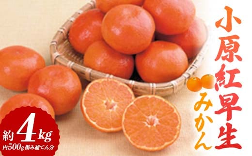 【先行予約2026年11月～2026年12月頃お届け】 小原紅早生みかん 約4kg (内 傷み補てん分 500g) みかん 果物 くだもの フルーツ デザート 早生 オリジナル品種 食品 名産 四国 F5J-663