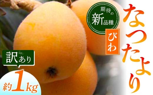 【先行予約2026年5月～6月頃お届け】【香川県共通返礼品】なつたよりびわ 約1kg 訳あり びわ なつたより 大玉 柔らかい 香川県共通返礼品 食品 名産 四国 香川 F5J-673