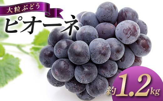 【先行予約】《2026年8月中旬～9月中旬頃お届け》 大粒ぶどう ピオーネ 約1.2kg 種なし フルーツ 旬のフルーツ ぶどう 旬の果物 国産 香川県三豊市共通返礼品 F5J-743