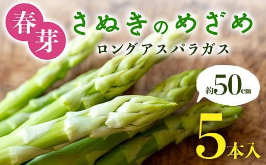 【先行予約2026年2月～5月頃お届け】春芽 さぬきのめざめ 約50㎝ロングアスパラガス ５本入り アスパラ サラダ お弁当 おかず フレッシュ 新鮮 琴平 香川 F5J-761