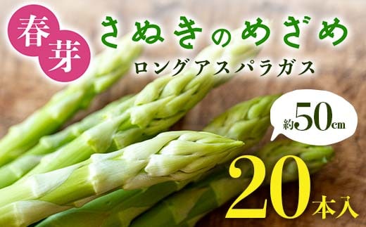 【先行予約2026年2月～5月頃お届け】春芽 さぬきのめざめ 約50㎝ロングアスパラガス 20本入り アスパラ サラダ お弁当 おかず フレッシュ 新鮮 琴平 香川 F5J-763