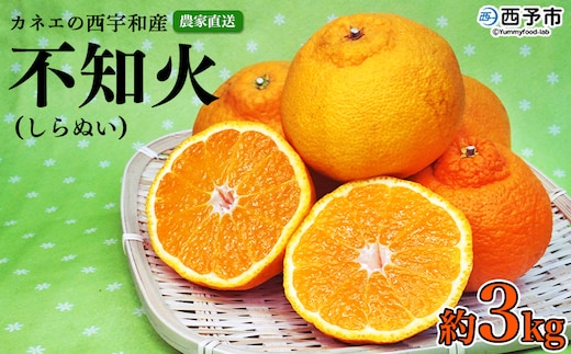 ＜カネエの西宇和産 不知火（しらぬい）3kg前後＞ 家庭用 農家直送 果物 くだもの フルーツ ミカン オレンジ 甘い おいしい サイズ混合 食べて応援 特産品 いのうえ農園 愛媛県 西予市【常温】『2026年2月下旬～3月上旬迄に順次出荷予定』
