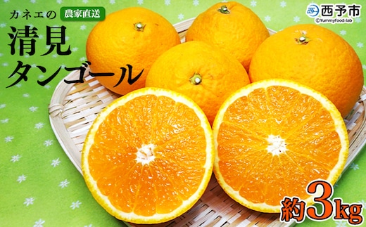 ＜カネエの西宇和産 清見タンゴール 3kg前後＞ 家庭用 農家直送 果物 くだもの フルーツ ミカン オレンジ おいしい サイズ混合 いのうえ農園 食べて応援 特産品 西宇和 愛媛県 西予市【常温】『2026年3月下旬～5月上旬迄に順次出荷予定』