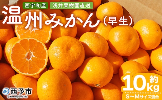 先行予約 ＜浅井果樹園 温州みかん 約10kg（早生）＞ 柑橘 果物 フルーツ ミカン 蜜柑 オレンジ うんしゅうみかん ウンシュウミカン 選べる ワセ 食べて応援 特産品 西宇和 愛媛県 西予市 【常温】『2025年11月中旬～12月上旬迄に順次出荷予定』