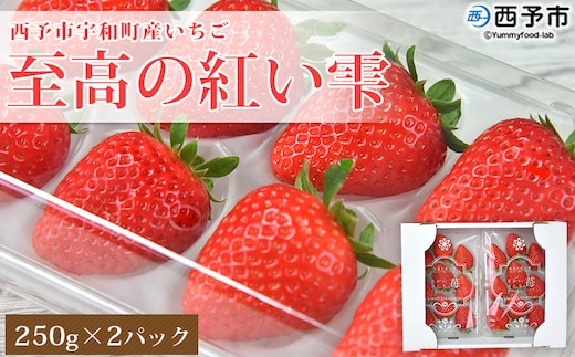 ＜いちご 至高の紅い雫 500g(250g×2パック)＞ 西予市宇和町産 果物 苺 イチゴ フルーツ 食べて応援 特産品 さかいさんちの苺 愛媛県 西予市【冷蔵】『2025年12月中旬～2026年5月末迄に順次出荷予定』