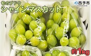 予約受付＜旬のブドウ「シャインマスカット」約1kg＞ 選べる 果物 フルーツ ぶどう 葡萄 種無し たねなし 皮ごと 甘い おいしい 食べやすい 期間限定 季節限定 食べて応援 特産品 愛媛県 西予市【冷蔵】『2026年8月中旬から8月末迄に順次出荷予定』