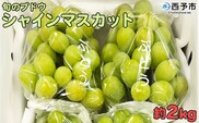 予約受付＜旬のブドウ「シャインマスカット」約2kg＞ 選べる 果物 フルーツ ぶどう 葡萄 種無し たねなし 皮ごと 甘い おいしい 食べやすい 期間限定 季節限定 食べて応援 特産品 愛媛県 西予市【冷蔵】『2026年8月中旬から8月末迄に順次出荷予定』