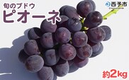 予約受付 ＜旬のブドウ「ピオーネ」約2kg＞ 選べる 果物 フルーツ ぶどう 葡萄 甘い おいしい 期間限定 季節限定 食べて応援 特産品 愛媛県 西予市【冷蔵】『2025年8月中旬～9月上旬迄に順次出荷予定』