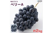 先行予約＜旬のブドウ「ベリーA」約2kg＞ 果物 フルーツ ぶどう 葡萄 甘い おいしい 期間限定 季節限定 食べて応援 特産品 愛媛県 西予市【冷蔵】