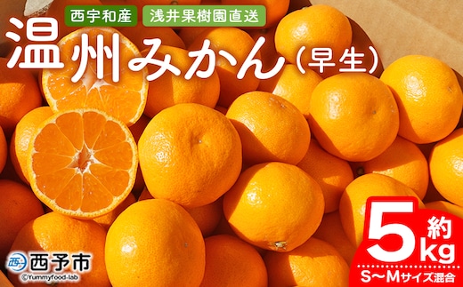 先行予約 ＜浅井果樹園 温州みかん 約5kg（早生）＞ 柑橘 果物 フルーツ ミカン 蜜柑 オレンジ うんしゅうみかん ウンシュウミカン 選べる ワセ 食べて応援 特産品 西宇和 愛媛県 西予市 【常温】『2025年11月中旬～12月上旬迄に順次出荷予定』