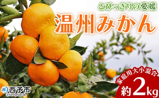 ＜とびっきりの愛媛 温州みかん 約2kg（家庭用大小混合）＞ 訳あり 家庭用 果物 柑橘 フルーツ 蜜柑 うんしゅうみかん ウンシュウミカン 特産品 片山果樹園 食べて応援 西宇和 愛媛県 西予市【常温】『2026年11月下旬～12月下旬迄に順次出荷予定』