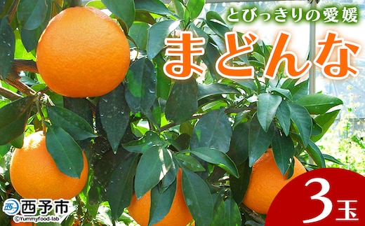 紅まどんなと同品種！＜とびっきりの愛媛 まどんな（3玉）＞マドンナ 愛媛果試第28号 果物 柑橘 フルーツ 期間 旬 季節限定 特産品 産地直送 片山果樹園 西宇和 愛媛県 西予市【常温】『2026年12月上旬～12月下旬迄に順次出荷予定』