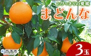 紅まどんなと同品種！＜とびっきりの愛媛 まどんな（3玉）＞マドンナ 愛媛果試第28号 果物 柑橘 フルーツ 期間 旬 季節限定 特産品 産地直送 片山果樹園 西宇和 愛媛県 西予市【常温】『2026年12月上旬～12月下旬迄に順次出荷予定』