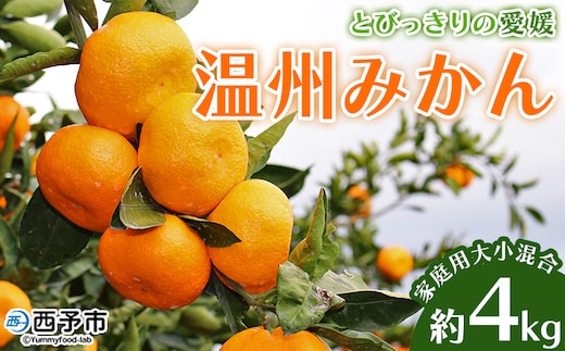 ＜とびっきりの愛媛 温州みかん 約4kg（家庭用大小混合）＞ 訳あり 家庭用 果物 柑橘 フルーツ 蜜柑 うんしゅうみかん ウンシュウミカン 特産品 片山果樹園 食べて応援 西宇和 愛媛県 西予市【常温】『2026年11月下旬～12月下旬迄に順次出荷予定』