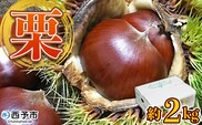 ＜完熟栗 約2kg（2Lまたは3Lサイズ）愛媛県西予市産＞ クリ くり 果物 フルーツ マロン モンブラン 栗ご飯 栗きんとん 栗の甘露煮 特産品 国産 秋の味覚 食べて応援 宇都宮物産 愛媛県 西予市【冷蔵】『2025年9月上旬～10月中旬迄に順次出荷予定』