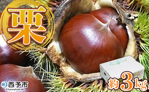 【先行予約】＜中生栗 約3kg（2Lまたは3Lサイズ）愛媛県西予市産＞ クリ くり 果物 フルーツ マロン モンブラン 栗ご飯 栗きんとん 栗の甘露煮 特産品 国産 秋の味覚 食べて応援 宇都宮物産 愛媛県 西予市【冷蔵】『2026年9月上旬〜10月中旬迄に順次出荷予定』