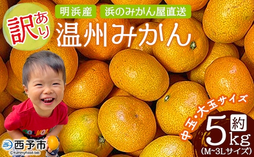 ＜訳あり 温州みかん 約5kg＞ 中玉 大玉 明浜産 果物 フルーツ 蜜柑 うんしゅうみかん ウンシュウミカン 柑橘 家庭用 浜のみかん屋 直送 愛媛県 西予市【常温】『2025年11月上旬～12月中旬迄に順次出荷』